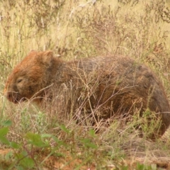 Vombatus ursinus (Bare-nosed Wombat) at Greenway, ACT - 16 Mar 2017 by MatthewFrawley