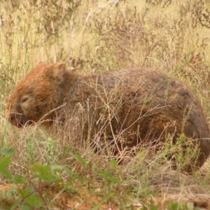 Vombatus ursinus at Greenway, ACT - 16 Mar 2017