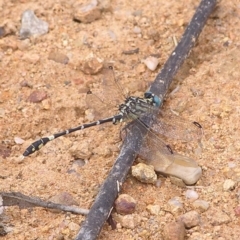 Austrogomphus cornutus (Unicorn Hunter) at Greenway, ACT - 16 Mar 2017 by MatthewFrawley