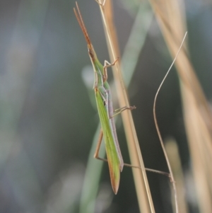 Acrida conica at Molonglo River Reserve - 12 Mar 2017