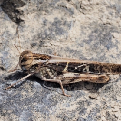 Gastrimargus musicus (Yellow-winged Locust or Grasshopper) at Molonglo Valley, ACT - 11 Mar 2017 by KenT