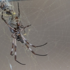 Trichonephila edulis (Golden orb weaver) at Murrumbateman, NSW - 16 Mar 2017 by SallyandPeter