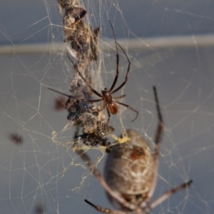 Trichonephila edulis at Murrumbateman, NSW - 16 Mar 2017