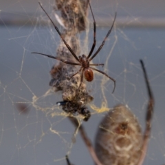 Trichonephila edulis at Murrumbateman, NSW - 16 Mar 2017