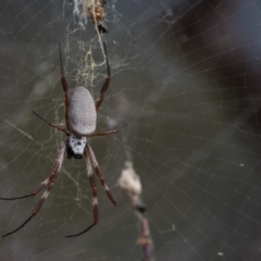 Trichonephila edulis at Murrumbateman, NSW - 16 Mar 2017