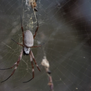 Trichonephila edulis at Murrumbateman, NSW - 16 Mar 2017