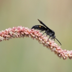 Australelis anthracina (Flower wasp) at Molonglo River Reserve - 11 Mar 2017 by KenT