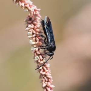 Laeviscolia frontalis at Molonglo River Reserve - 11 Mar 2017