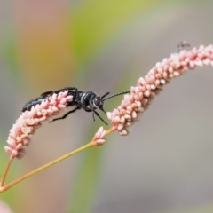 Laeviscolia frontalis at Molonglo River Reserve - 11 Mar 2017