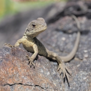 Intellagama lesueurii howittii at Molonglo River Reserve - 11 Mar 2017