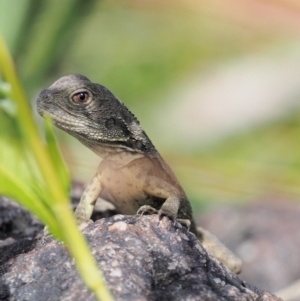 Intellagama lesueurii howittii at Molonglo River Reserve - 11 Mar 2017