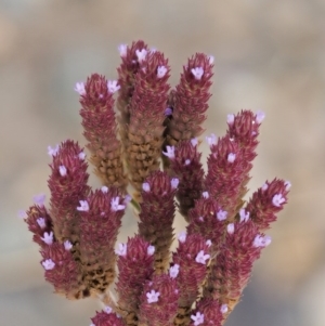 Verbena incompta at Molonglo River Reserve - 12 Mar 2017