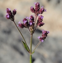 Verbena incompta at Molonglo River Reserve - 12 Mar 2017