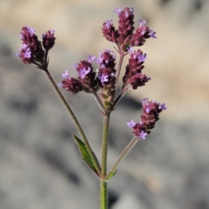 Verbena incompta at Molonglo River Reserve - 12 Mar 2017