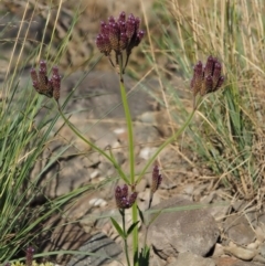 Verbena incompta at Molonglo River Reserve - 12 Mar 2017