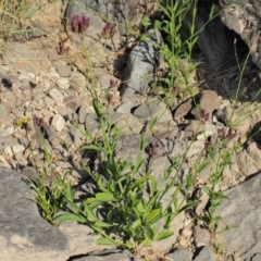 Verbena incompta at Molonglo River Reserve - 12 Mar 2017