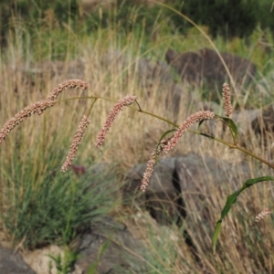 Persicaria lapathifolia at Molonglo River Reserve - 12 Mar 2017 08:49 AM