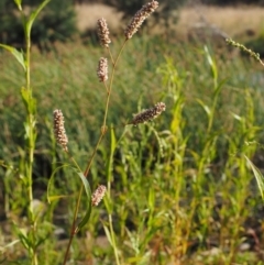 Persicaria lapathifolia at Molonglo River Reserve - 12 Mar 2017 08:49 AM