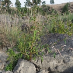 Persicaria lapathifolia at Molonglo River Reserve - 12 Mar 2017 08:49 AM