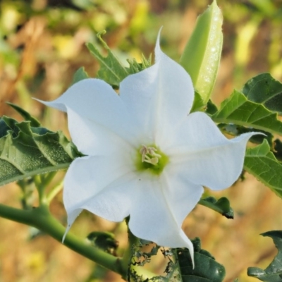 Datura stramonium (Common Thornapple) at Molonglo Valley, ACT - 11 Mar 2017 by KenT