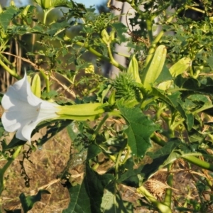 Datura stramonium at Molonglo River Reserve - 12 Mar 2017 07:22 AM