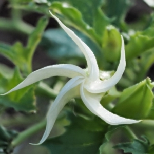 Datura stramonium at Molonglo River Reserve - 12 Mar 2017 07:22 AM