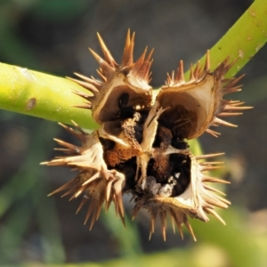 Datura stramonium at Molonglo River Reserve - 12 Mar 2017