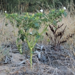 Datura stramonium at Molonglo River Reserve - 12 Mar 2017