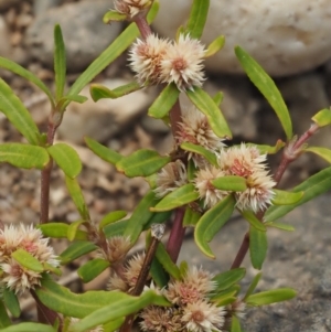 Alternanthera denticulata at Molonglo River Reserve - 12 Mar 2017