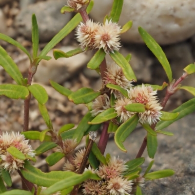 Alternanthera denticulata (Lesser Joyweed) at Molonglo Valley, ACT - 11 Mar 2017 by KenT