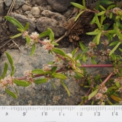 Alternanthera denticulata at Molonglo River Reserve - 12 Mar 2017