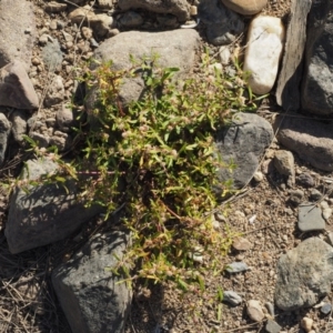 Alternanthera denticulata at Molonglo River Reserve - 12 Mar 2017