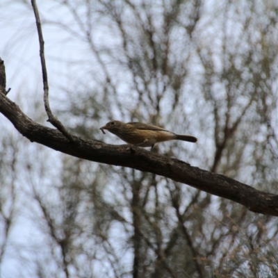 Pachycephala rufiventris (Rufous Whistler) at Mount Majura - 16 Mar 2017 by petersan