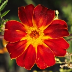 Tagetes erecta (Mexican Marigold) at Molonglo Valley, ACT - 11 Mar 2017 by KenT