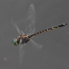 Hemicordulia australiae (Australian Emerald) at Monash, ACT - 16 Mar 2017 by JohnBundock