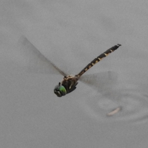 Hemicordulia australiae at Monash, ACT - 16 Mar 2017