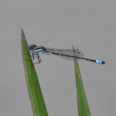 Austroagrion watsoni (Eastern Billabongfly) at Monash, ACT - 16 Mar 2017 by JohnBundock