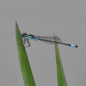 Austroagrion watsoni at Monash, ACT - 16 Mar 2017 03:31 PM