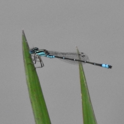 Austroagrion watsoni (Eastern Billabongfly) at Monash, ACT - 16 Mar 2017 by JohnBundock