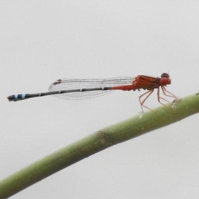 Xanthagrion erythroneurum (Red & Blue Damsel) at Tuggeranong Creek to Monash Grassland - 16 Mar 2017 by JohnBundock