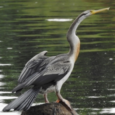 Anhinga novaehollandiae (Australasian Darter) at Tuggeranong Creek to Monash Grassland - 16 Mar 2017 by JohnBundock