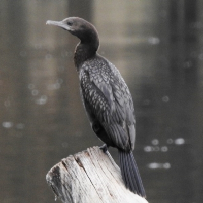 Phalacrocorax sulcirostris (Little Black Cormorant) at Tuggeranong Creek to Monash Grassland - 16 Mar 2017 by JohnBundock