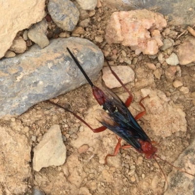 Lissopimpla excelsa (Orchid dupe wasp, Dusky-winged Ichneumonid) at Wee Jasper, NSW - 15 Mar 2017 by JanetRussell