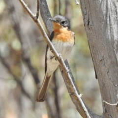 Myiagra cyanoleuca (Satin Flycatcher) at Mount Clear, ACT - 9 Mar 2017 by JohnBundock