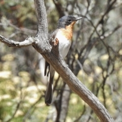 Myiagra cyanoleuca at Mount Clear, ACT - 9 Mar 2017