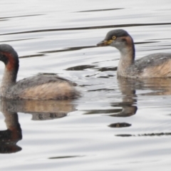 Tachybaptus novaehollandiae (Australasian Grebe) at Tuggeranong Creek to Monash Grassland - 16 Mar 2017 by JohnBundock