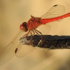 Diplacodes haematodes (Scarlet Percher) at Greenway, ACT - 18 Feb 2016 by michaelb