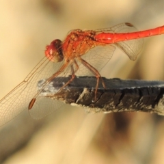 Diplacodes haematodes at Greenway, ACT - 18 Feb 2016