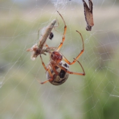 Phonognatha graeffei (Leaf Curling Spider) at Greenway, ACT - 22 Feb 2016 by michaelb