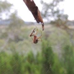 Phonognatha graeffei at Greenway, ACT - 22 Feb 2016